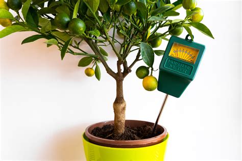 moisture meter for lemon tree|meyer lemon tree indoors.